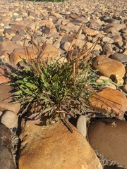 Taraxacum