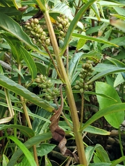 Lysimachia thyrsiflora