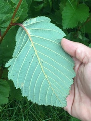 Alnus incana