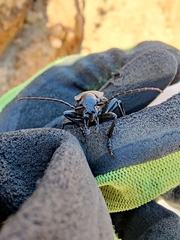 Carabus coriaceus