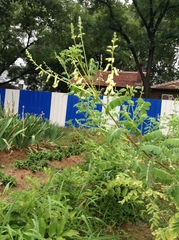 Astragalus mongolicus