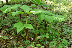 Arisaema bockii