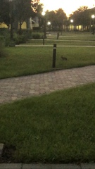 Sylvilagus palustris