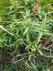 Lysimachia thyrsiflora