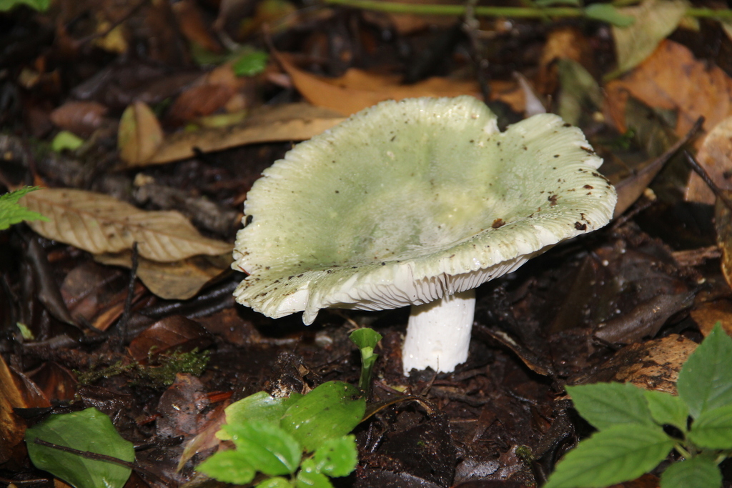Russula viridicinnamomea