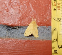 Artaxa guttata