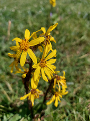 Asteraceae