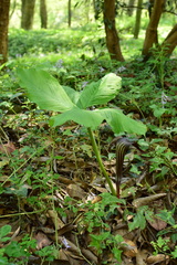 Arisaema bockii