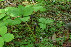 Arisaema bockii