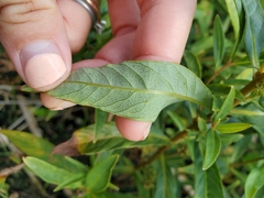Lysimachia thyrsiflora