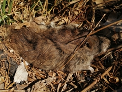 Rattus norvegicus