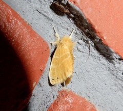 Artaxa digramma