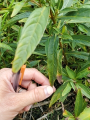 Lysimachia thyrsiflora