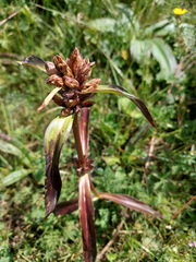 Gentiana macrophylla