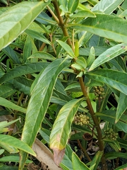 Lysimachia thyrsiflora