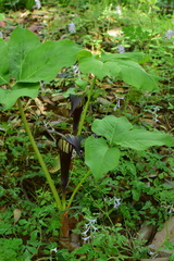 Arisaema bockii