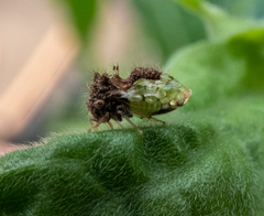 Cyphonia clavigera