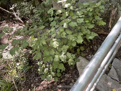 Corylus sieboldiana mandshurica