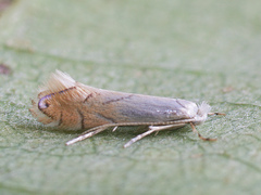 Phyllonorycter harrisella