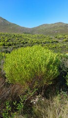 Leucadendron coniferum