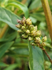 Lysimachia thyrsiflora