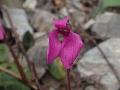 Cyclamen purpurascens