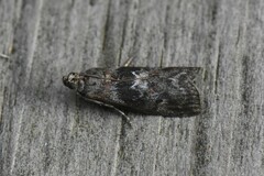 Sciota subcaesiella