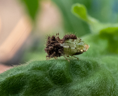 Cyphonia clavigera