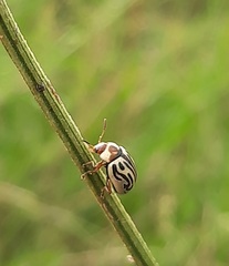 Zygogramma bicolorata