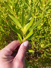 Leucadendron coniferum