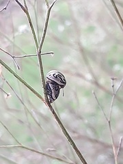 Zygogramma bicolorata