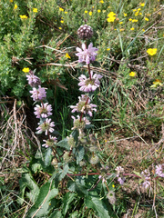 Phlomoides tuberosa