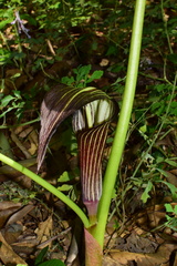 Arisaema bockii