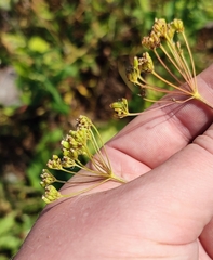 Cenolophium denudatum