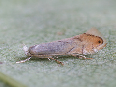 Phyllonorycter harrisella