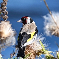 Carduelis carduelis