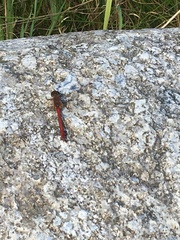 Sympetrum sanguineum