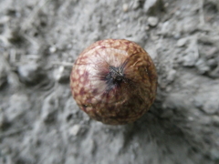 Amphibolips quercusjuglans