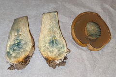 Suillus tomentosus