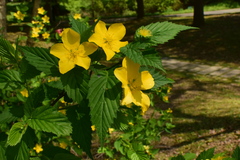 Kerria japonica