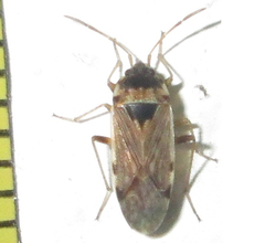 Elasmolomus transversus