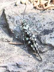 Trimerotropis saxatilis