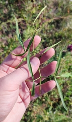 Cenolophium denudatum