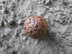 Amphibolips quercusjuglans