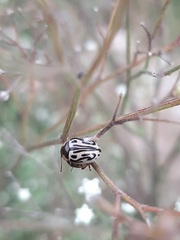 Zygogramma bicolorata