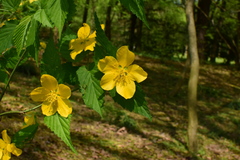 Kerria japonica