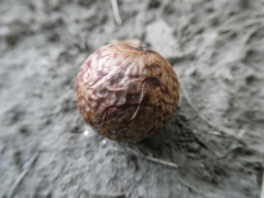 Amphibolips quercusjuglans