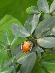 Aspidimorpha miliaris