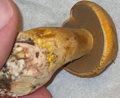 Suillus tomentosus