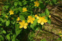 Kerria japonica